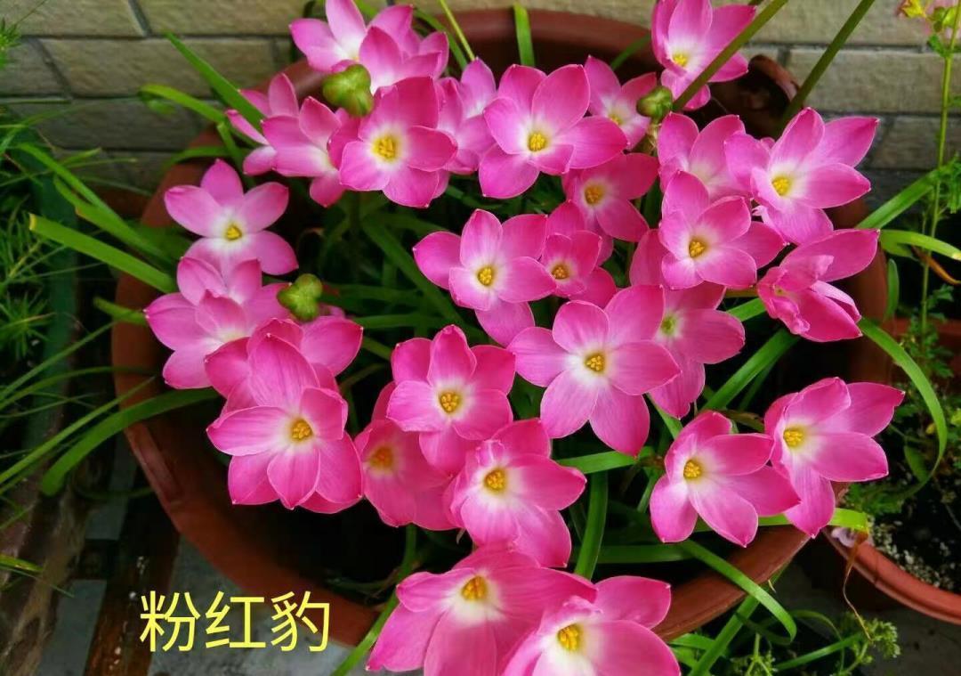 不怕晒的花,晒得越狠,花苞越多