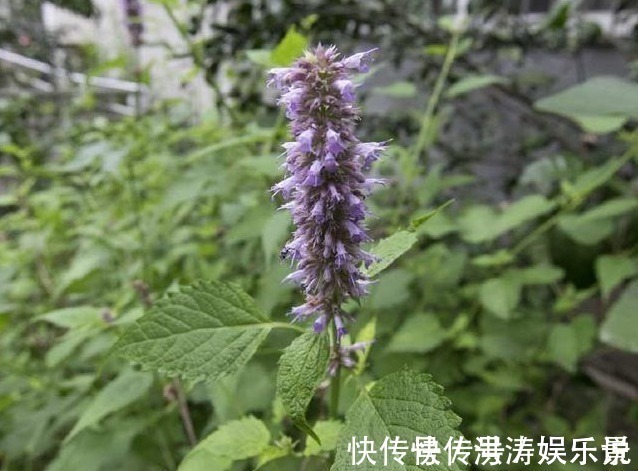 高钙菜|农村一种比香水还香的草，含一片叶子就能除口臭，还是上等高钙菜