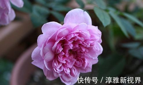 苏蕾|喜欢牡丹,不如养“高档玫瑰”修女伊丽莎白,色彩粉红,极为养眼