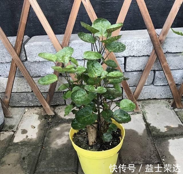 金钱树|年底选年宵花，别落下3种招财花，象征好寓意