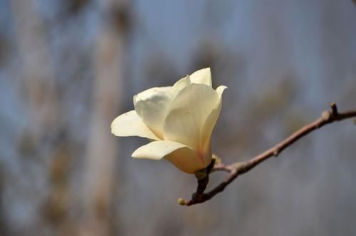 守望幸福|下周内，红鸾再现缘分和桃花，愿有情人终成眷属的四大生肖