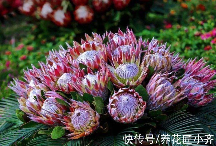 栽培|10种花中“贵货”太好看，打工仔“不舍得”买，等有钱要买一盆