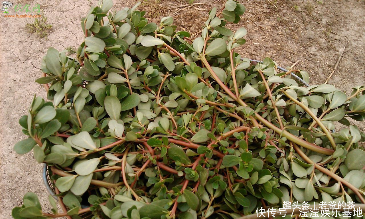 马齿苋炒鸡蛋|在农村有一种晒不死的长寿菜，市场要卖10元一斤，自己去采不花钱