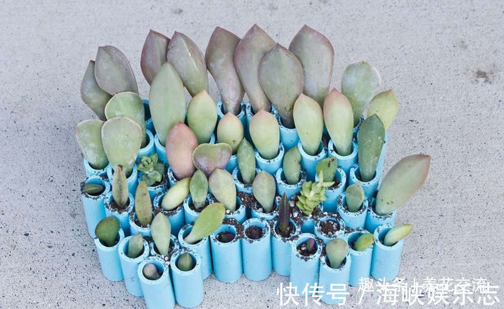 叶片|这三种简单方法可以繁殖多肉植物,叶片、枝条和侧芽都可培育