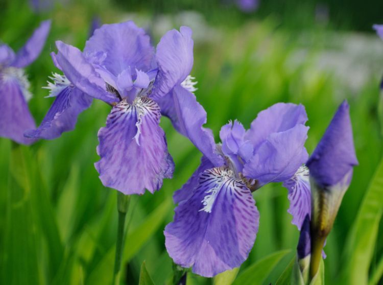 一年四季|6月11日起，养花试试这几款，花美似牡丹，花型奇特，香气飘满堂