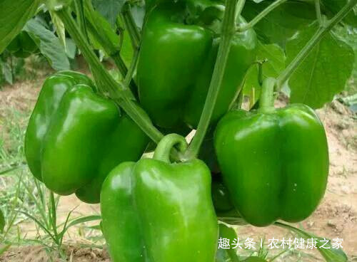 维生素c|吃完青椒一小时之内,不能碰此物,偏偏很多人犯错误,早知早好