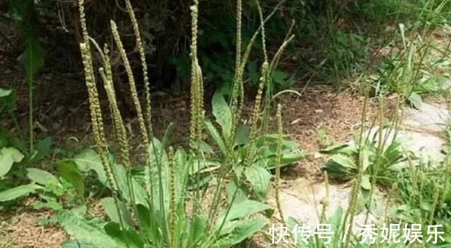 农村|杂草中的一种草,被称为“救命草”20年前当菜吃,如今有价无市!