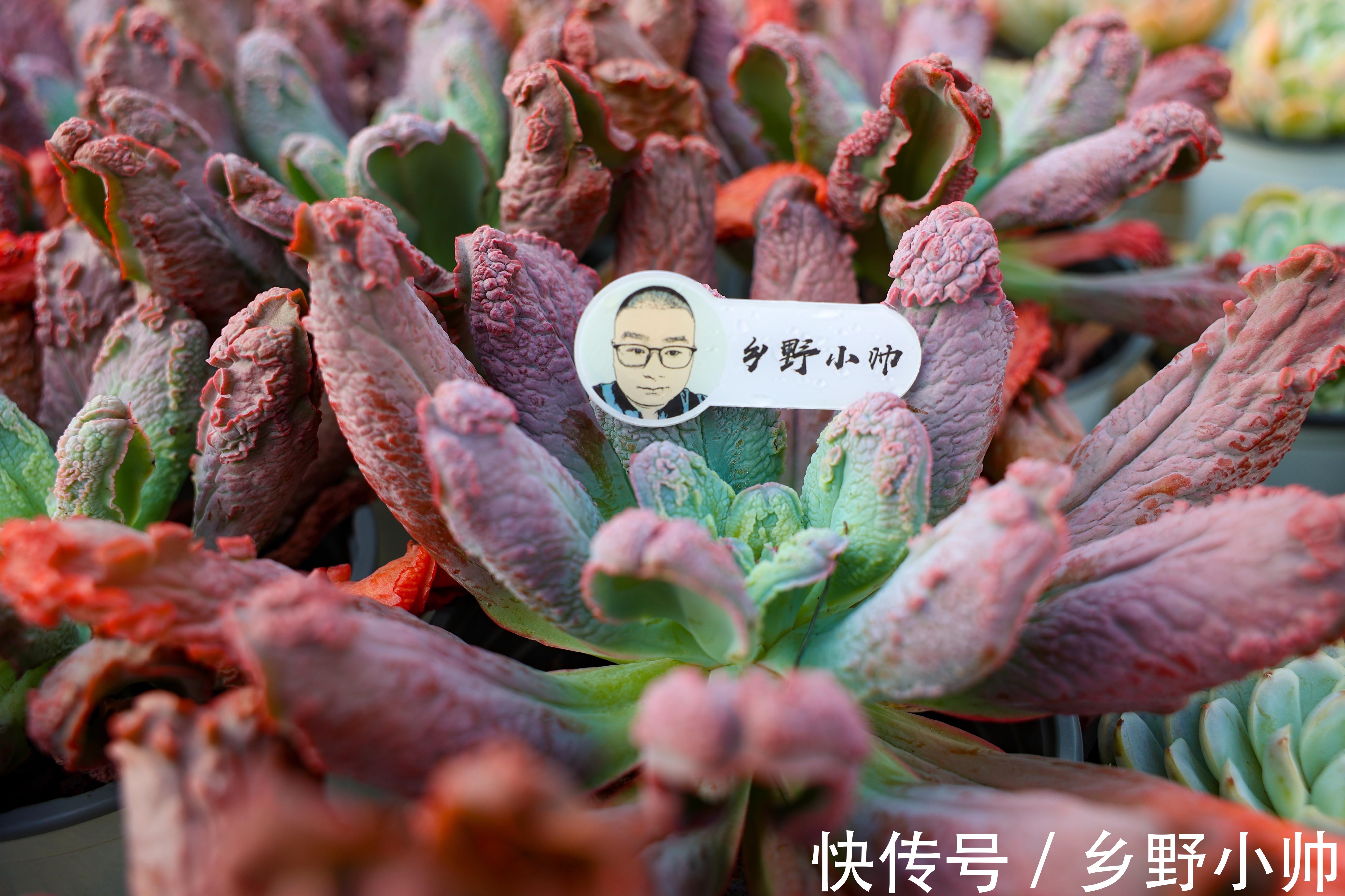 买回来的多肉,我不修根直接上盆行不行?并不是这样