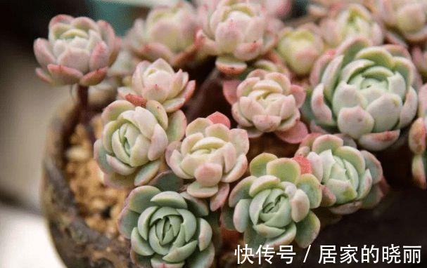 阳台上|想要让多肉形象好,就应该及时的砍头,砍头后要注意这些细节