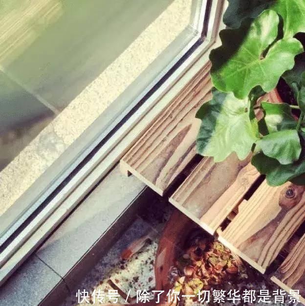 窗台|老公把阳台窗台“加宽”40cm，邻居不解，完工后羡慕极了晒晒