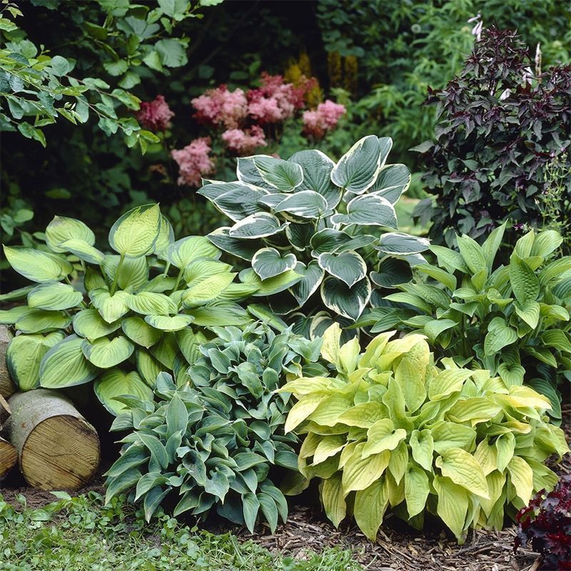 叶片|13种耐阴花卉,光照不佳也能生长良好,枝繁叶茂,美丽如画