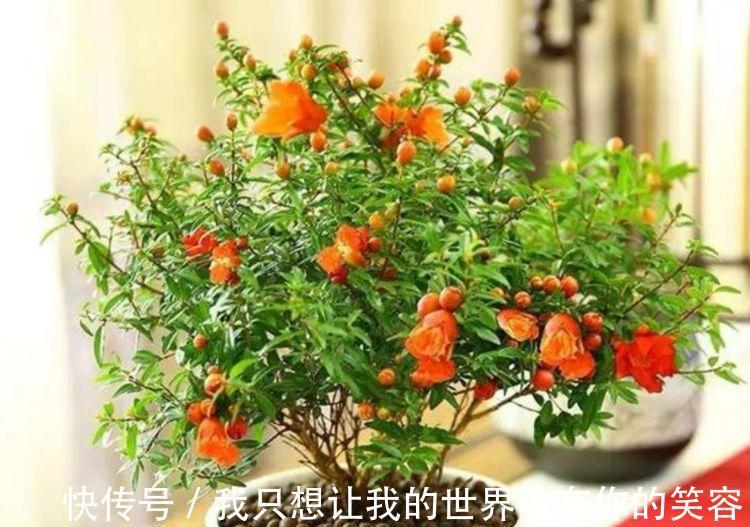 4种花花朵又大又艳,养起来还省心,对待新手超友好