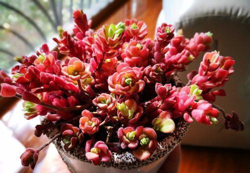 养护|4种清新喜人的多肉植物,颜值高好养护,适合女生养!