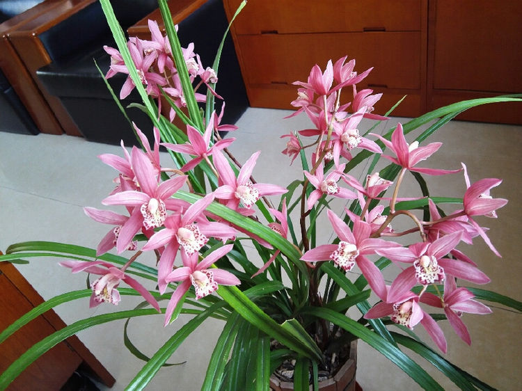 最值得入手的月季，似玫瑰又像牡丹，一年多季开花，是盆栽佳品