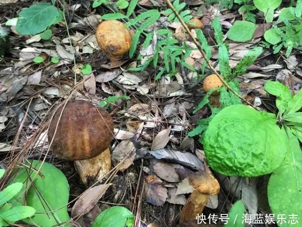 十大名贵山珍,第一比黄金还贵,第十是道家常菜,有你家乡的吗