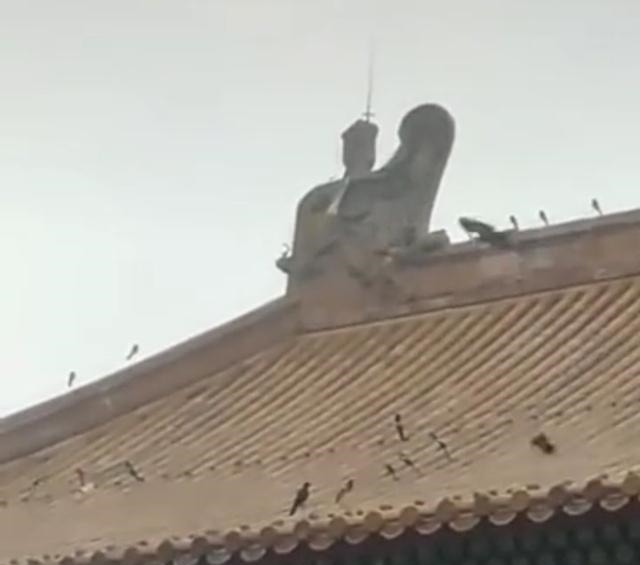  故宫瓦顶|专家说故宫顶看不到鸟屎是因为鸟无法站在上面，网友直接送上照片