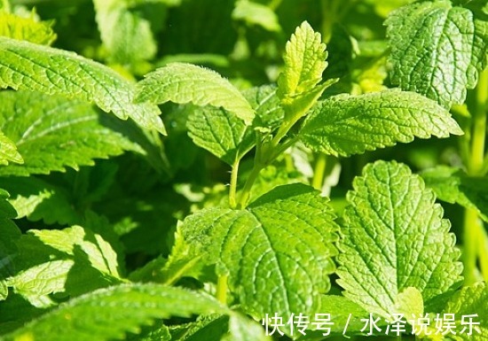 菊花|夏季最适合的菊花,轻松爆盆,阳台变花园,花朵蹭蹭地冒