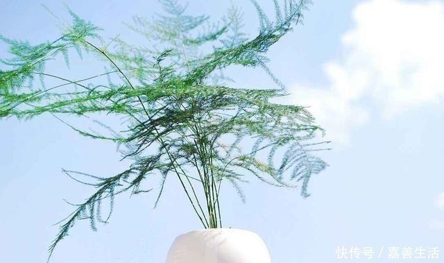 文竹里面加一种东西,养得又绿又健康!先收藏以后用得上!