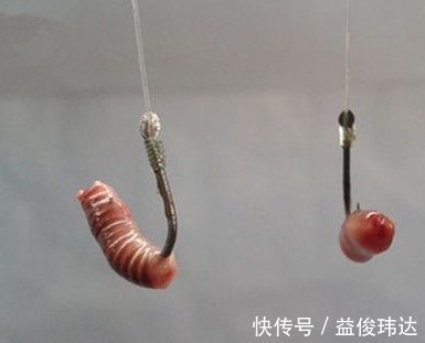 尼龙线|蚯蚓钓鱼的三种挂钩方法,针对不同鱼情你真的用对了吗?