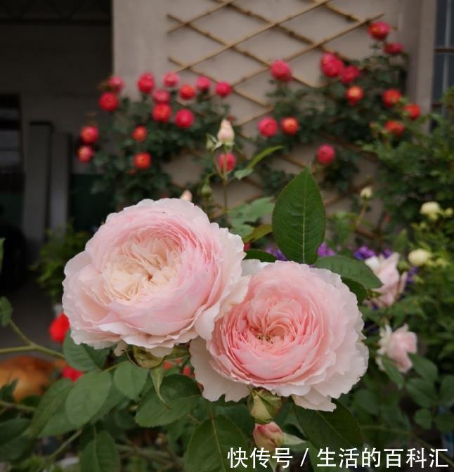 肥害|月季花难养，问题不断吗教您2招，找准问题原因!