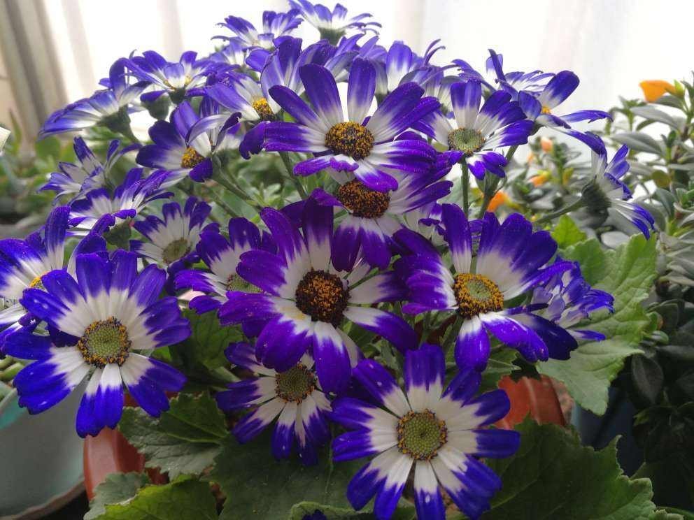 花卉|只能养1年的花,开完花就抓紧时间扔掉,再养也不开花