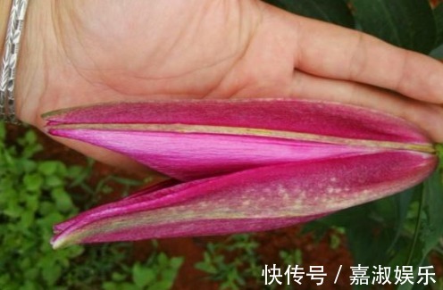 百合花|此种花比玫瑰香，花朵比2个手掌大，养在院子里人见人夸