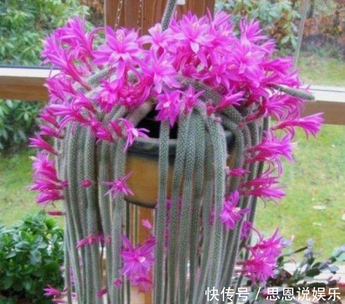 开花|4款花卉好养易成活,花美似牡丹,全年开花不断