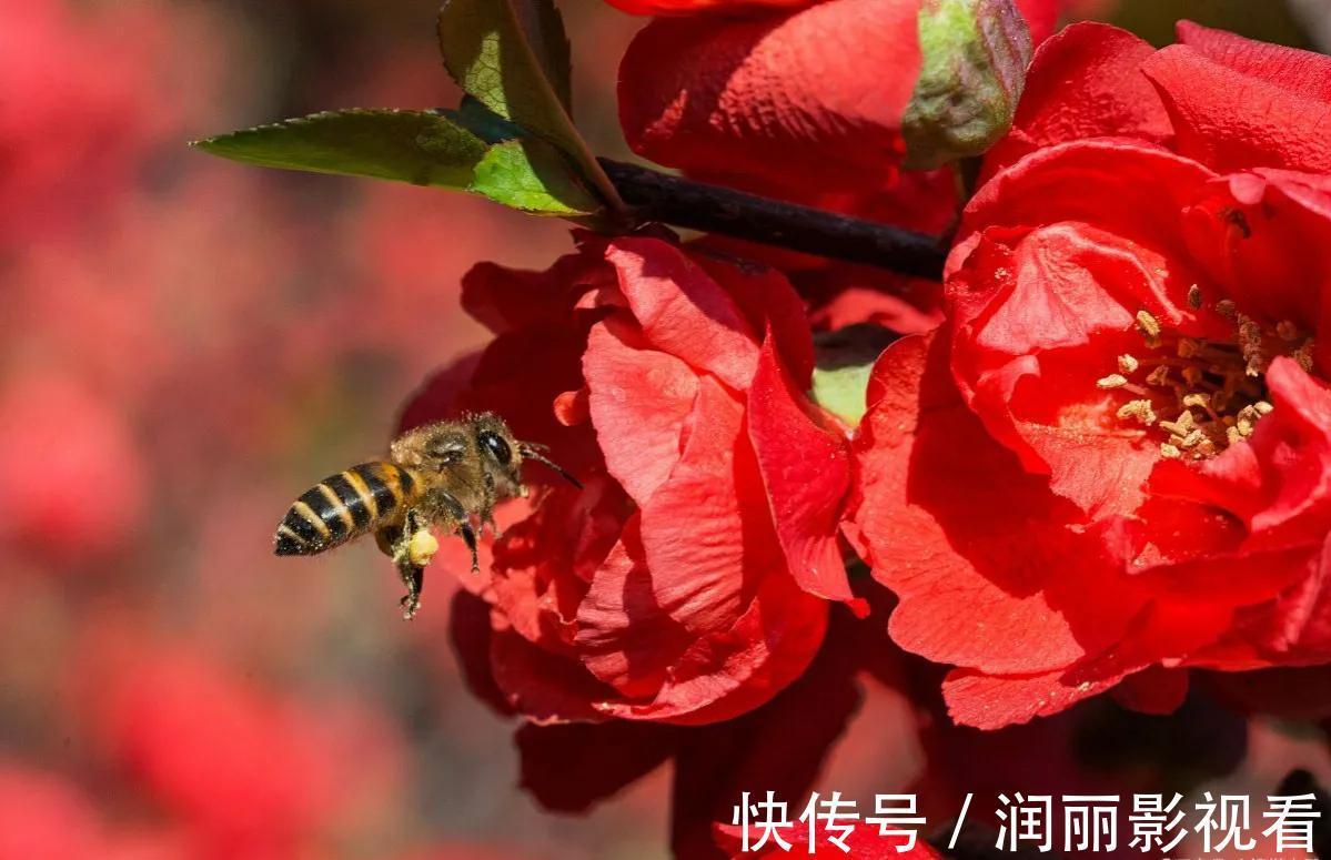 温暖|冬天客厅养3种花,好养好看寓意好,关键是美观大方