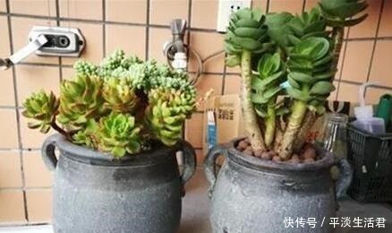 这些破烂不要扔,做成“小花盆”,个性又漂亮,比买的强“百倍”!