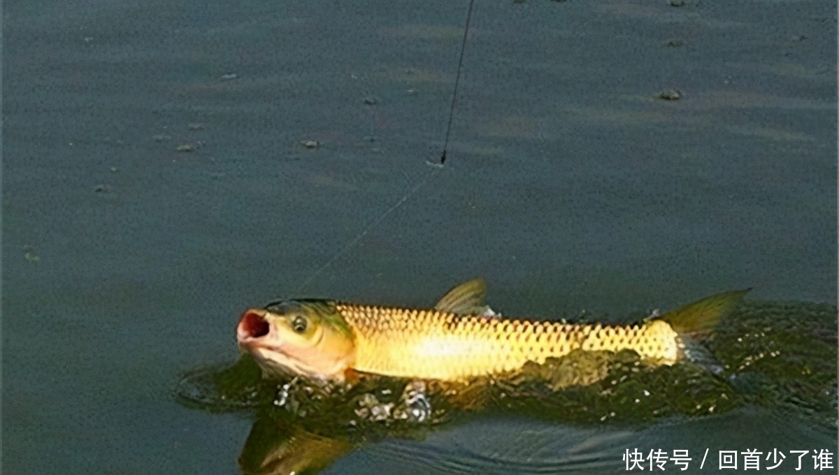 这两种钓法专门钓草鱼，不怎么费力，草鱼很容易就上钩了