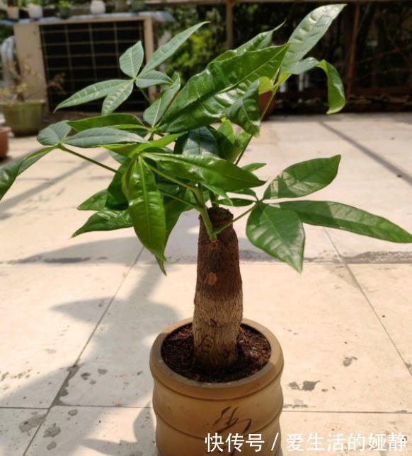 发财树就是这么好养,只需4步,枝叶繁茂,再也不黄叶烂根
