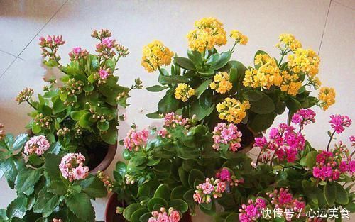 旺盛|给长寿花喂点此2种“催长剂”,长势旺盛,花开成群