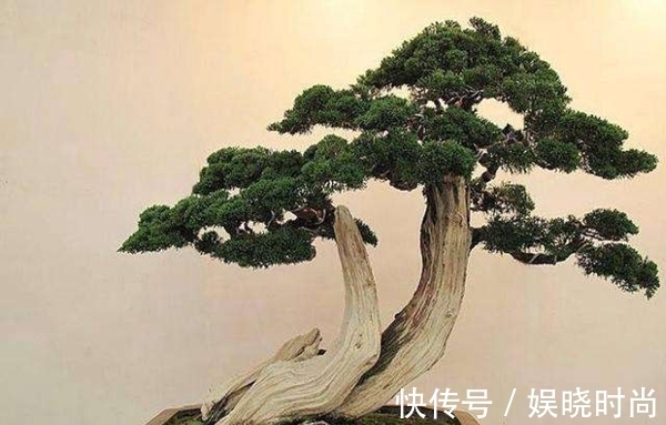 纸条|盆景造型的12原则