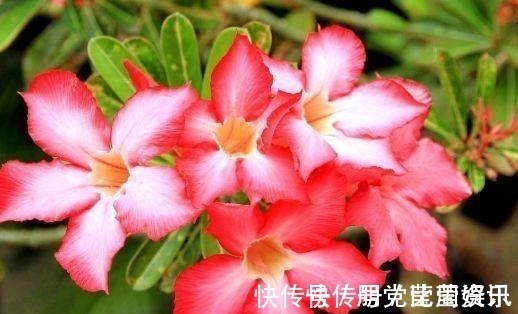 让人怜惜的4种花,长势超快,全年开花,一年成花墙