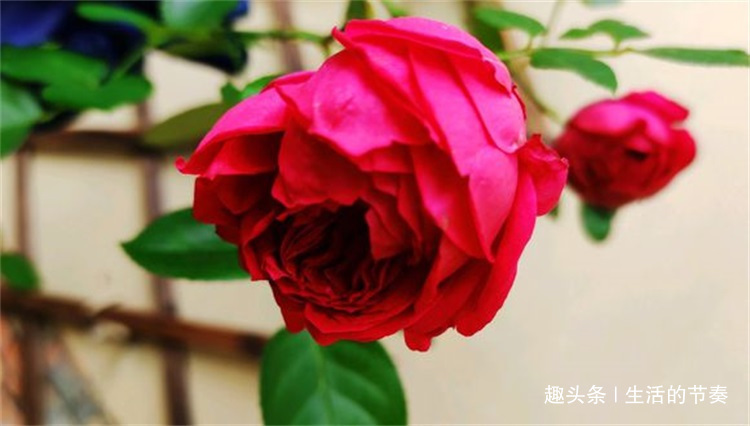 高手这样养红龙月季，枝繁叶茂开花多，真是妙，简单却有效