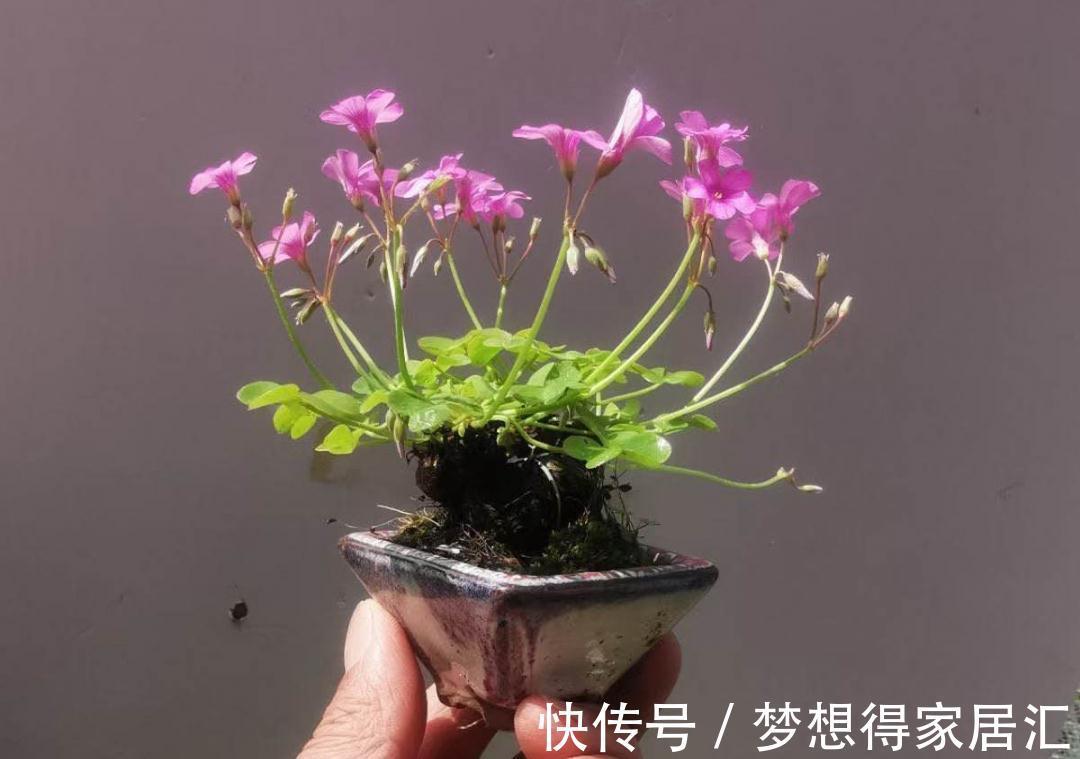 养到烦人的花,盆都不够用,扔掉还很心疼