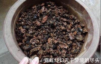 爆盆|捡点它垫在盆底,兰花养20年不烂根,盆栽兰花根肥壮撑爆盆