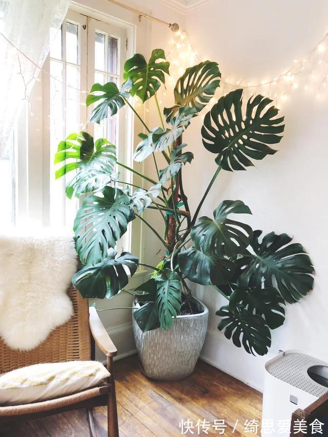 客厅想养“健康花”,建议从这12种里面选,不仅养人,还大气吉祥