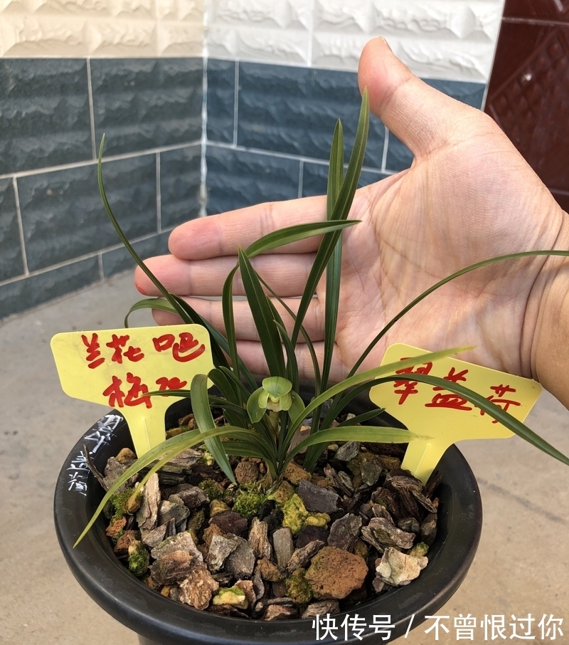 新栽兰花的杀菌工作,很多人都是胡乱操作,杀与不杀得看情况