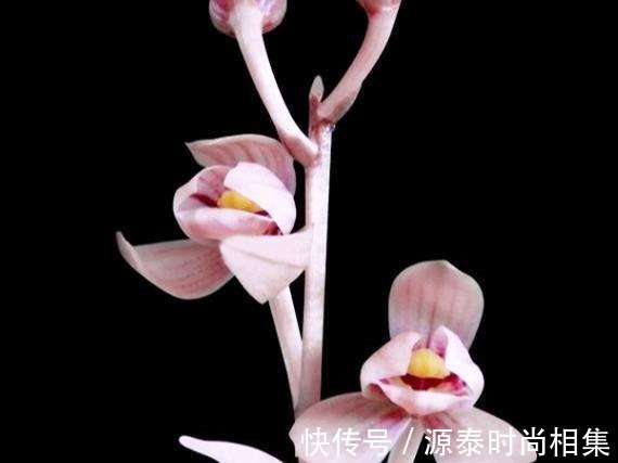 此兰花比较好养,花叶双艺,芳香怡人,花姿典雅,勤花勤草显档次!