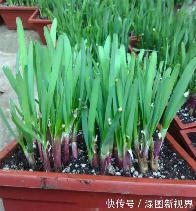 采收|盆栽韭菜怎么养土里加点“料”，叶子宽又绿，采收一茬又一茬
