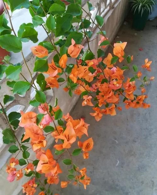 屋里|5种花最怕水,一淋雨花苞全掉光,赶紧搬屋里,不然全部黑了