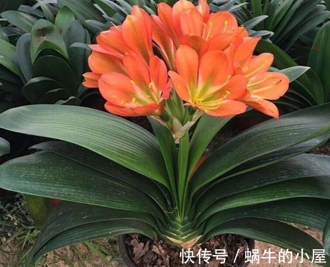 有不少人养了多年君子兰，却不知道它喜欢什么肥，我来告诉你