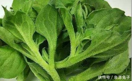 原产|原产自非洲,叶子自带咸味,国外当肥皂用,我国成高端菜10元1斤