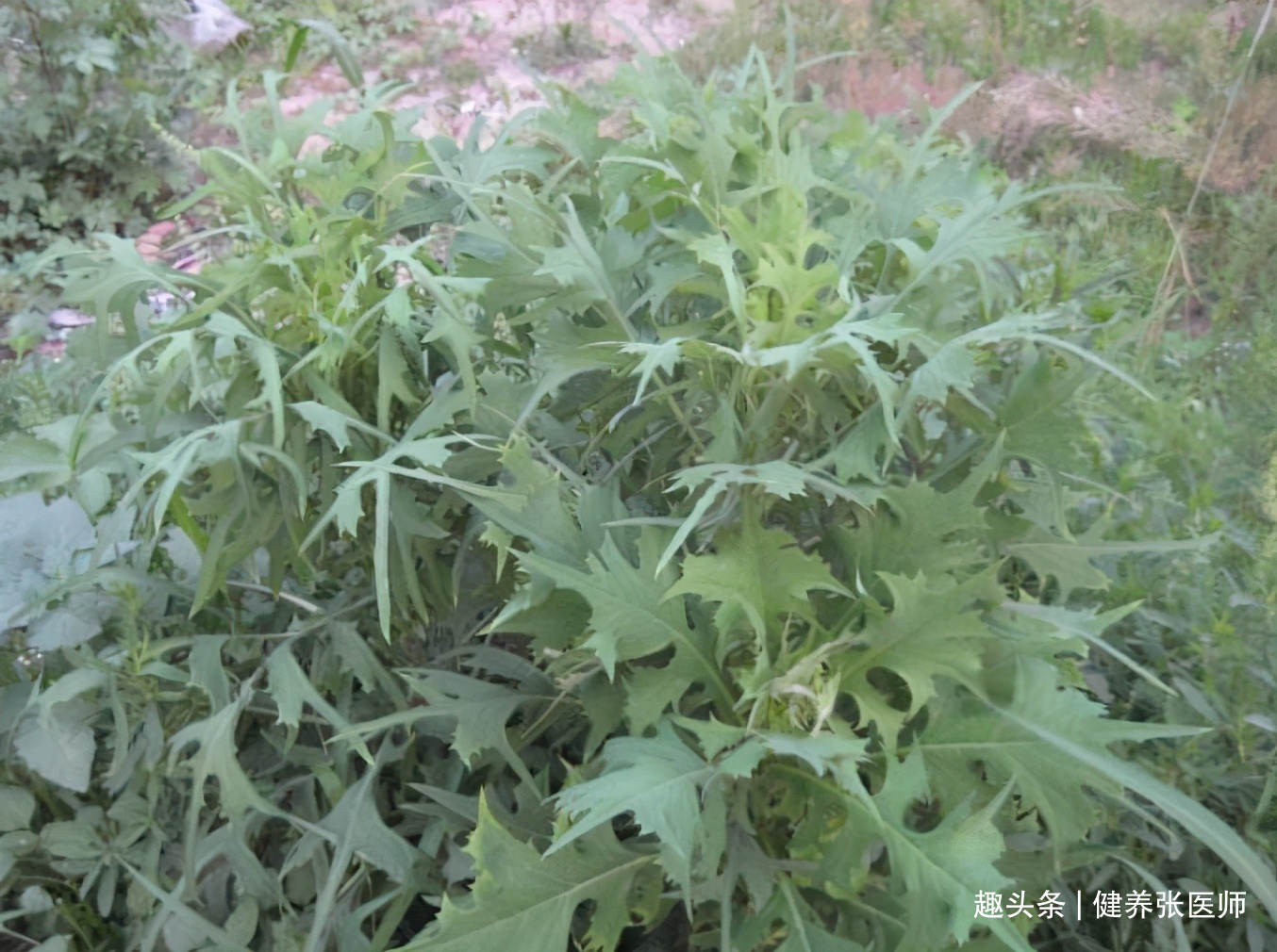 排毒|适合女性吃的3种食物，排毒养颜，滋润肌肤，好吃又不贵！