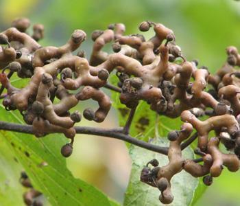 抗脂质过氧化|女性晚上当零食吃一把，一个月下来，滋润皮肤，气色更红润
