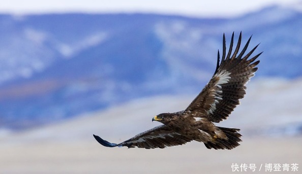 文化|北狄初论:从周人白狄论来谈陕北石峁遗址、黄帝文化及其鹰崇拜