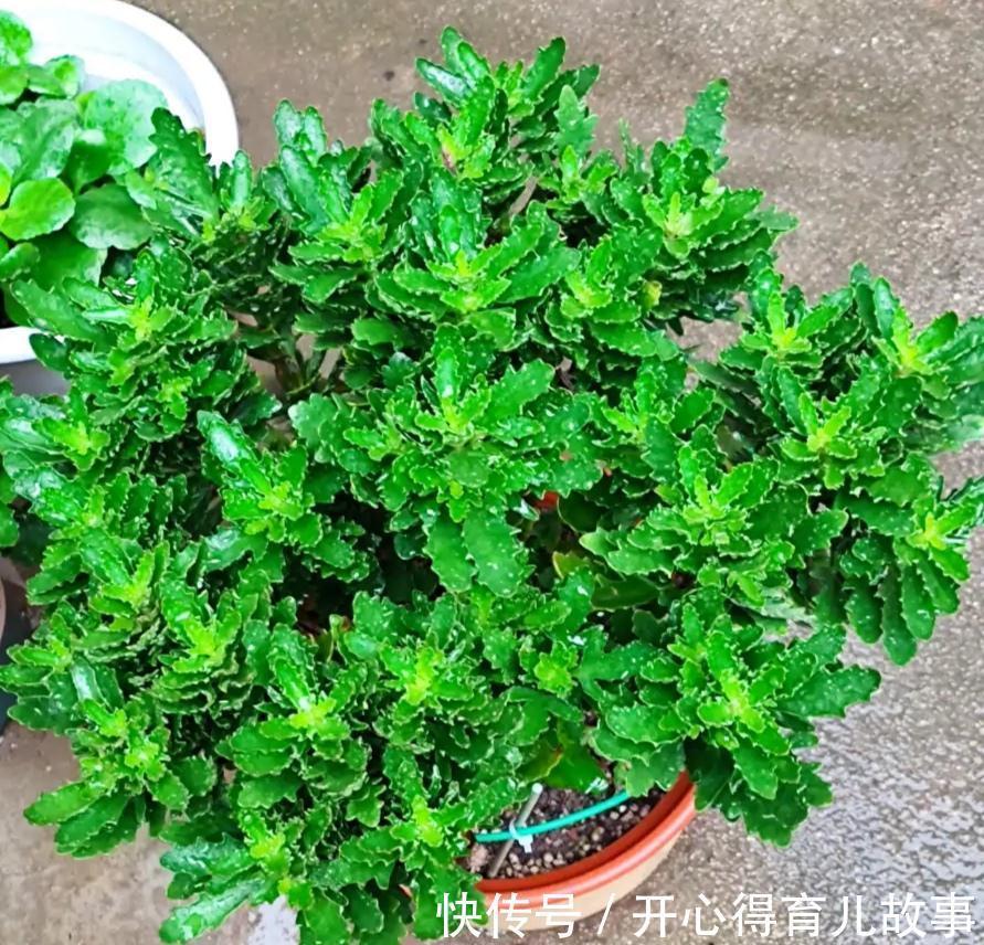 冬天|长寿花有4喜和3怕，冬天养护尤其要注意