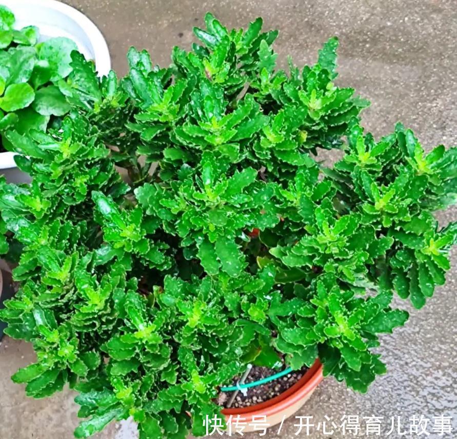 冬天|长寿花有4喜和3怕,冬天养护尤其要注意