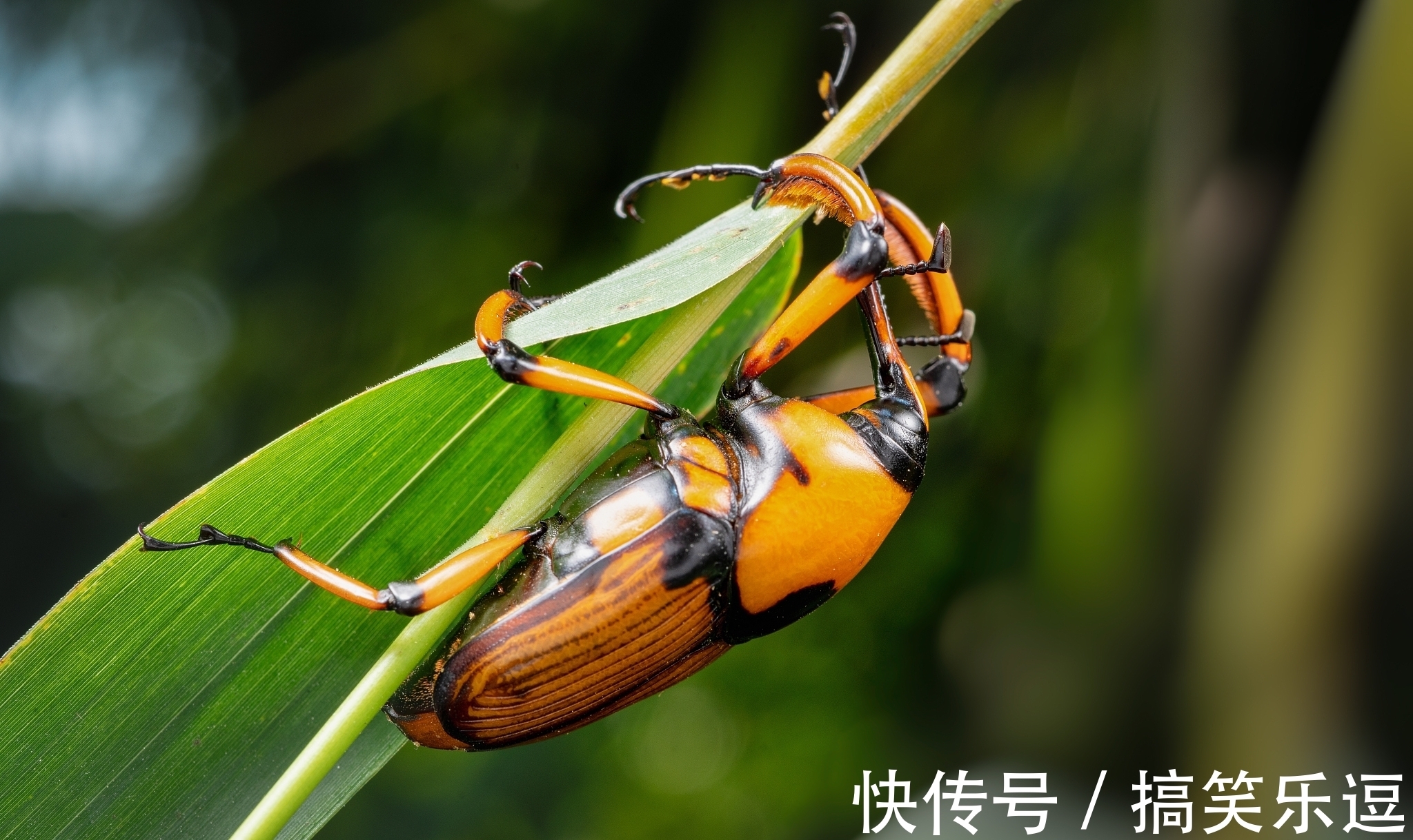 劲节&节入云霄虚若谷,榜称杰俊愧三竿。天府诗人《竹咏》诗词